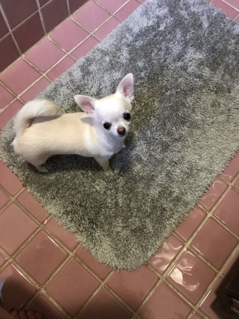 Patty weighs approximately 3.5 lbs